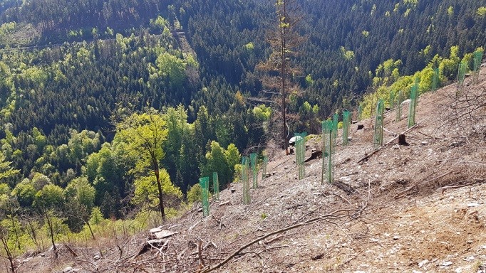 Suche nach Brandpilzen an der Bornbachswand, wo durch einen Waldbrand in 2018 eine größere Fläche Wald den Flammen zum Opfer fiel. Foto: F. Langguth