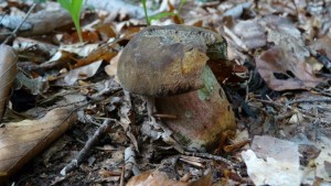 Der vielbestaunte Pilz