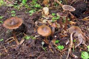 Inocybe striata (Foto: A. Vesper)